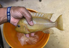 Wild_Caught_Petrochromis_sp_Mo