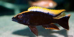 Otopharynx Lithobates  (Black Orange Dorsal) (RARE) - Vegas Valley Cichlids