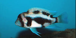 Cyphotilapia Frontosa  "Black Widow" - Vegas Valley Cichlids