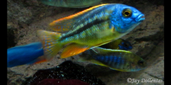 Chilotilapia Rhoadesii